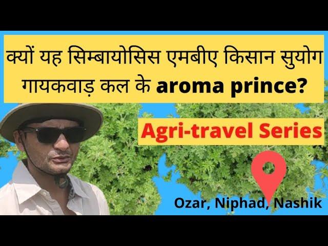 Why does Ozar village's Suyog Gaikwad future aromatic plant farming prince ?