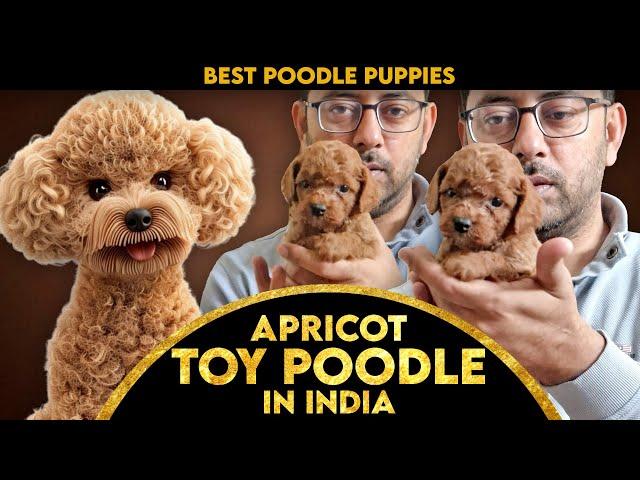 Miniature Teacup Sized Apricot Toy Poodle Puppies in Punjab, Chandigarh, Delhi, and Across India