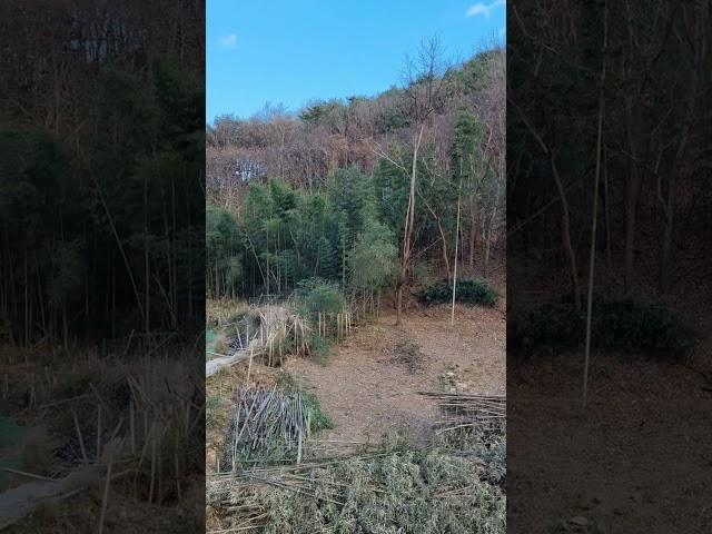#임야경매 #임야활용 #임야밭만들기#대나무밭#귀농귀촌