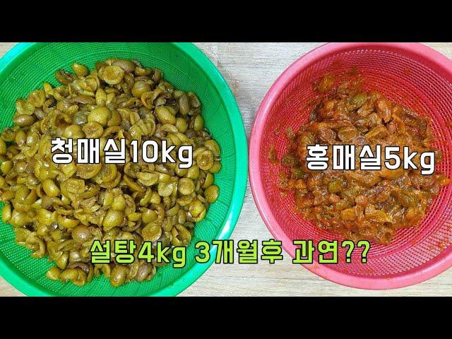 매실청 이제 설탕물 그만 먹고 이렇게 드세요/청매실 홍매실 먹는방법