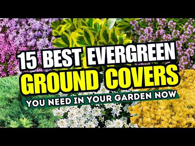  NO MORE BARE SPOTS! Top 15 BEST Evergreen Ground Cover Plants You NEED in Your Garden Now!  