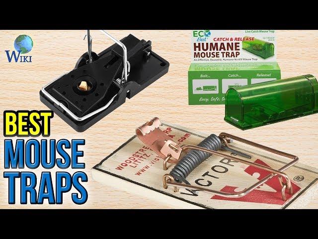 9 Best Mouse Traps 2017