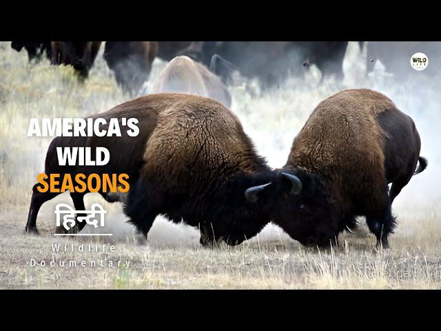 America's Wild Seasons, Summer - हिन्दी डॉक्यूमेंट्री | Wildlife documentary in Hindi