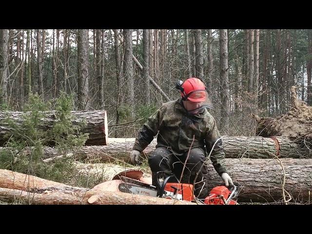 Stihl MS 361 vs Husqvarna 365, пилим - сравниваем достоинства и недостатки.