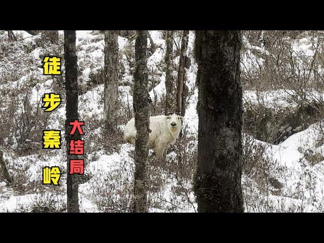 太吓人，山上偶遇秦岭杀人王，这家伙脾气太大了，还好我跑得快。