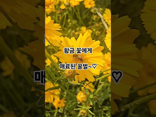 황금 꽃에게 매료된 꿀벌~#healing  #honeybee #flower