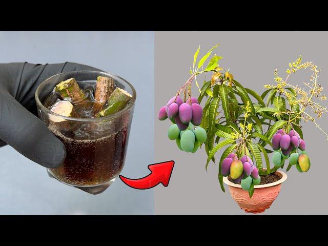 Mango cuttings technique stimulates root growth extremely strongly with this type of water