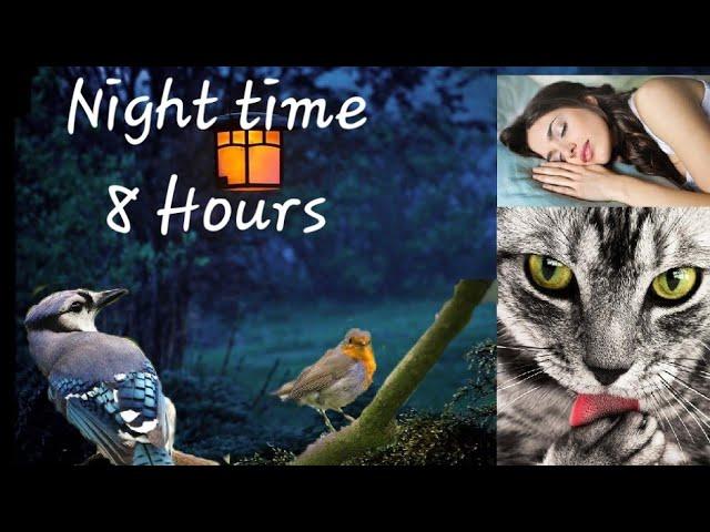 Videos For Cats To Watch - Night Time For Active Pets While You Sleep : 8 Hours