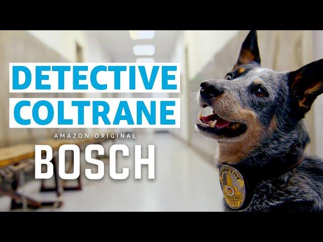 New Dog Detective Show From the Creator of Bosch | Prime Video