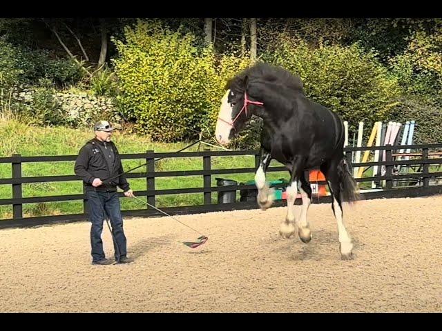 Gaining respect with a huge shire horse!!