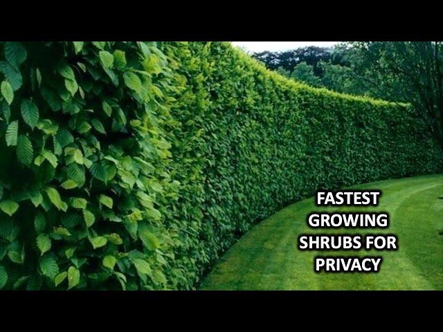 FAST GROWING SHRUBS AND BUSHES FOR CREATING PRIVACY