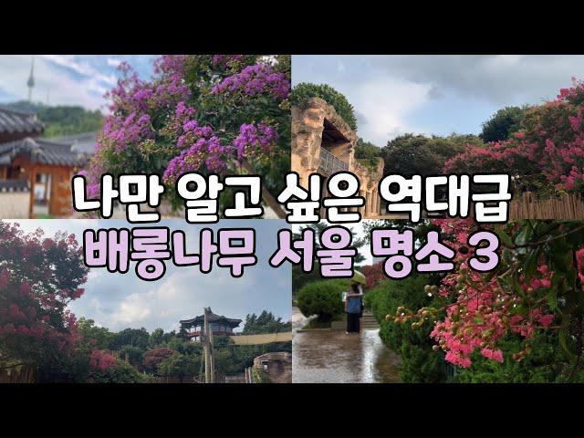 나만 알고 싶은 역대급 배롱나무 서울명소 3/덕수궁배롱나무/남산골한옥마을배롱나무/어린이대공원배롱나무/덕수궁빗소리 /on a rainy day