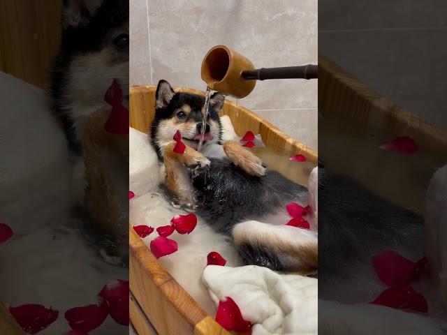 美人泡泡SPA | 曼玉Manyu氛围感清洁 | ASMR #柴犬 #豆柴 #抖音 #柴犬可愛い