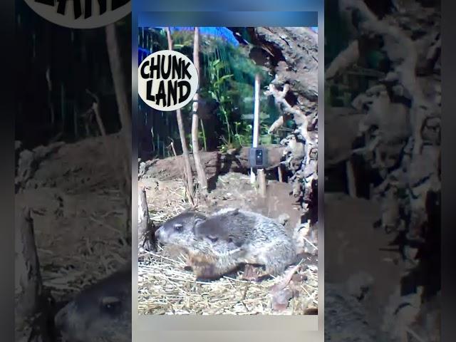 Welcome to Chunk Land Baby Cheeks Chunk!