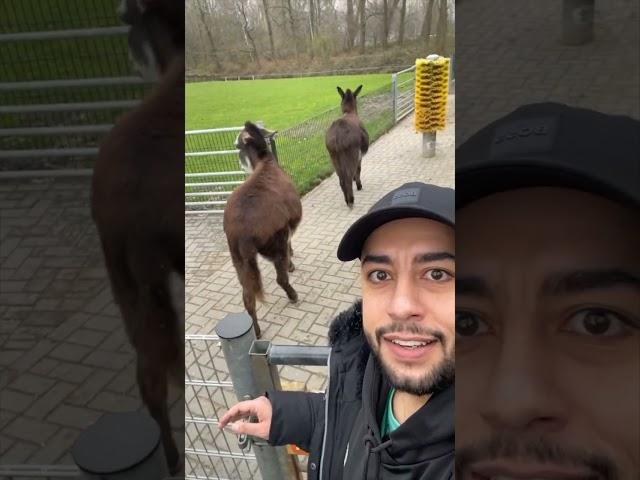 A racist mixed race donkey