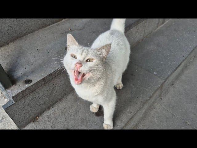 Hungry White Cat follows me meowing, asking for food