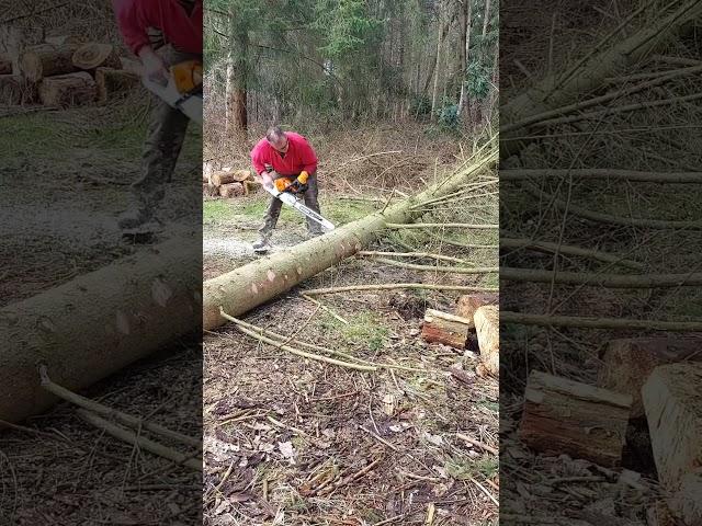 #brennholz #chainsaw #logger #logging #chainsawmachin #tronçonneuse #bois #ms500i #tree