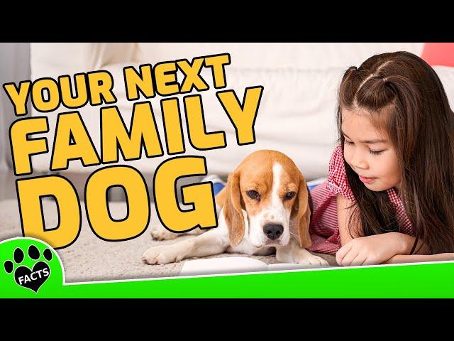 How to Choos a Family Dog - Dogs 101