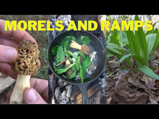 Cooking Morel Mushrooms and Ramps / Wild Leeks! Foraging wild edibles.