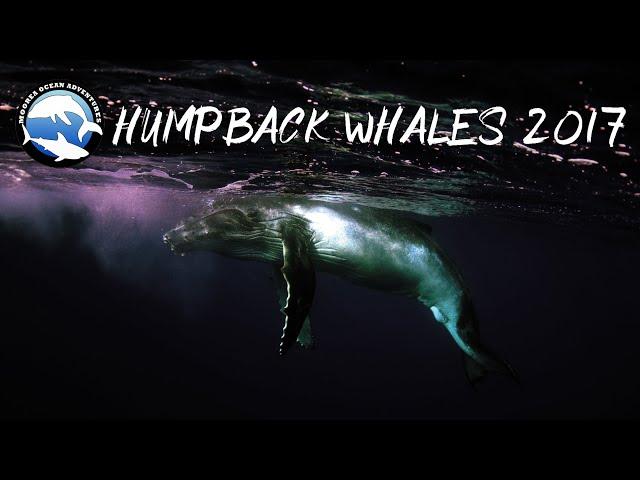 Humpback whales 2017 - Best of by Moorea Ocean Adventures