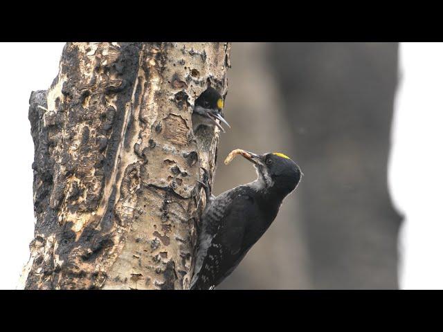 Black-backed Woodpecker by Benjamin Clock - 2023 Audubon Photography Awards