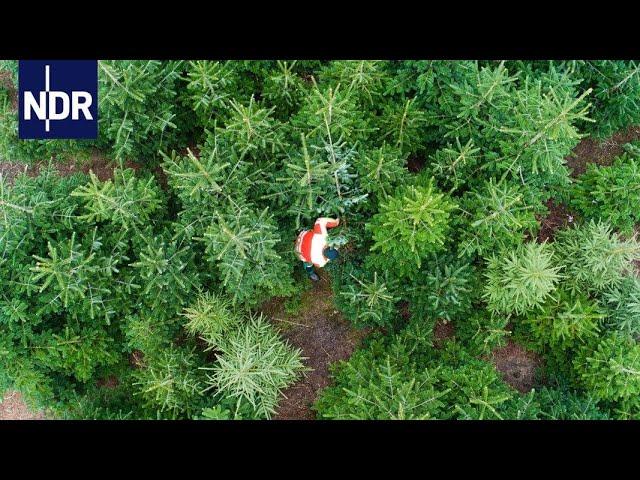 Oh Tannenbaum: Das Geschäft mit Weihnachten | NDR Doku | 45 Min