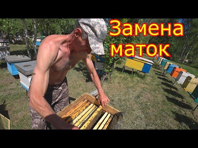 Замена маток в семьях  КАК МЫ МЕНЯЕМ МАТОК!