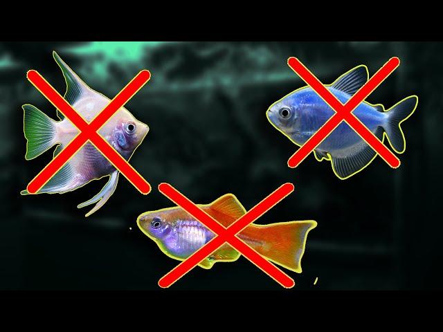 Aquarium fish you don't want to buy!