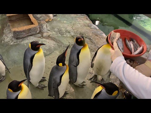 Feeding penguins at the Saint Louis Zoo