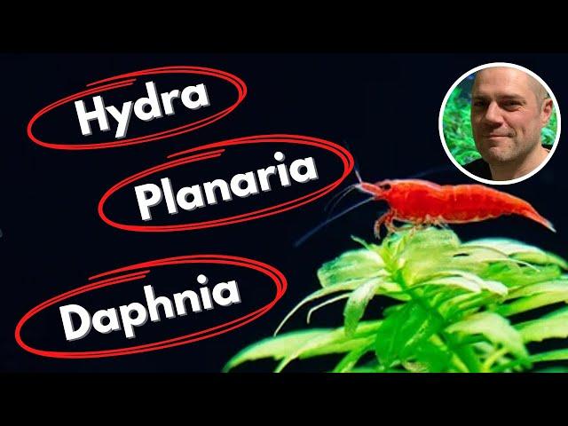 Common Shrimp Tank Pests and How to Deal With Them - PLANARIA, HYDRA, DETRITUS WORMS AND MORE!