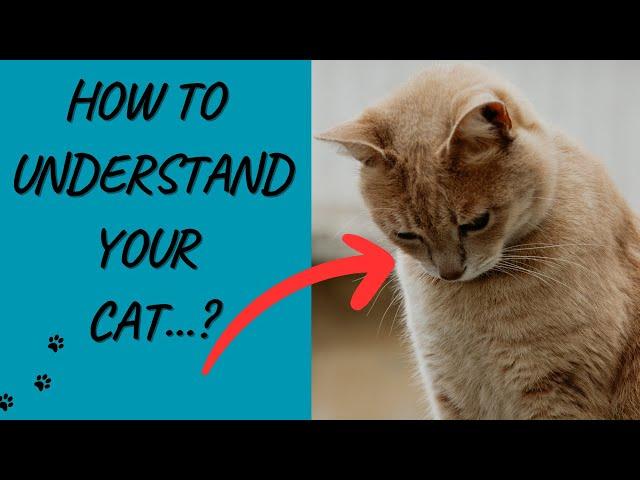 "The Ultimate Guide to Understanding Your Cat: Decoding Feline Behavior "