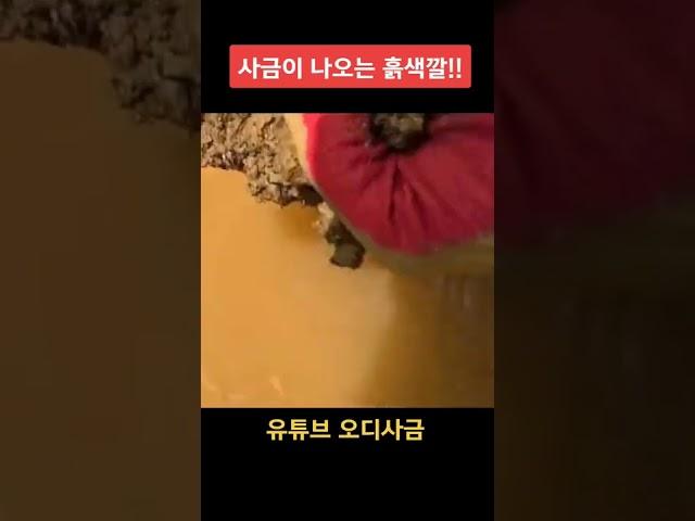 사금이 나오는 흙색깔! 이런 흙은 100% 있습니다. #사금 #사금채취 #goldpanning
