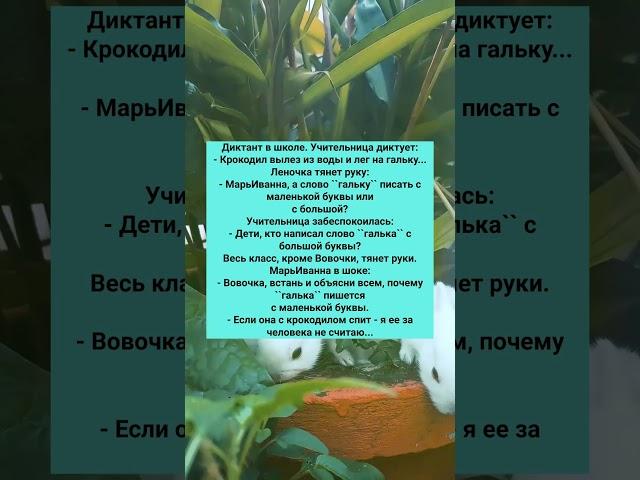 СТАРЫЙ СМЕШНОЙ АНЕКДОТ ПРО ВОВОЧКУ  #анекдот