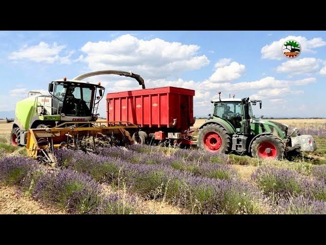 Claas Jaguar 840 | Fendt 516 | Lavanda 2024 |  FT24