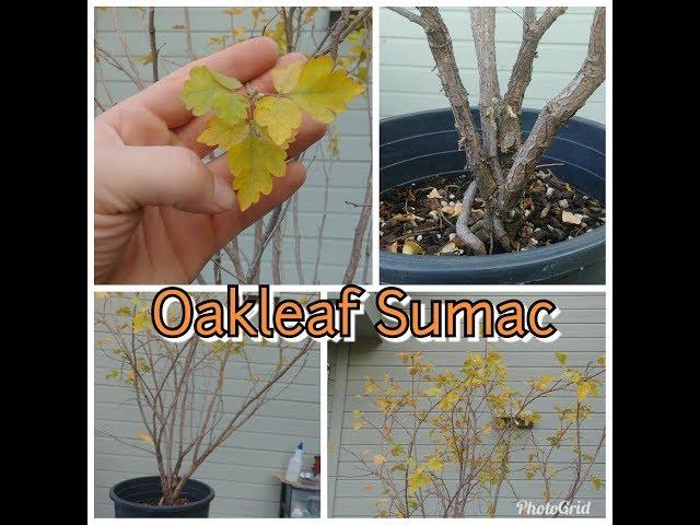 Oakleaf Sumac - Potential pre-bonsai  (Rhus Trilobata)