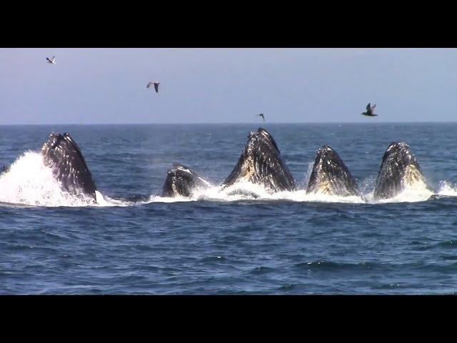 Best of Whale Watching, Monterey California as of 7.16.2016