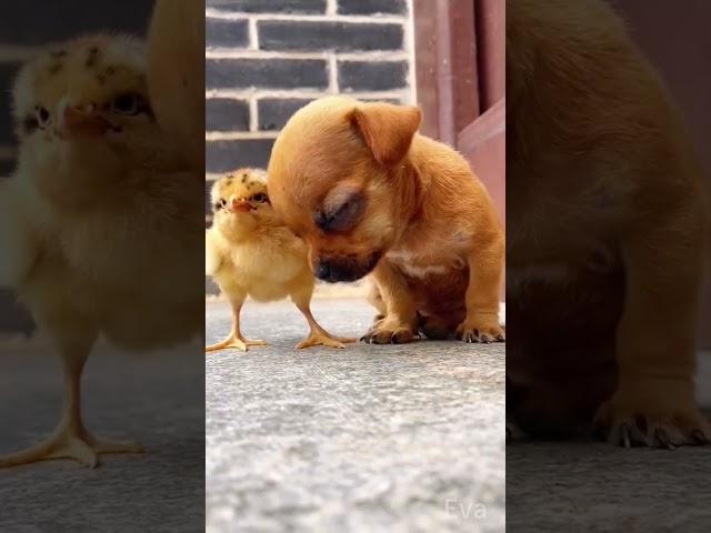 A Tale of Cuteness: When Sleep Takes Its Toll on a Chick and Puppy #shorts