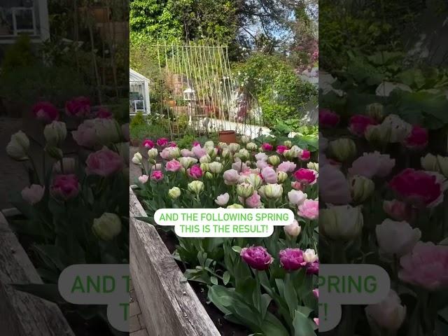 Watch till the end to see the RESULT!! #tulips #springflowers #fallplanting #flowergardening