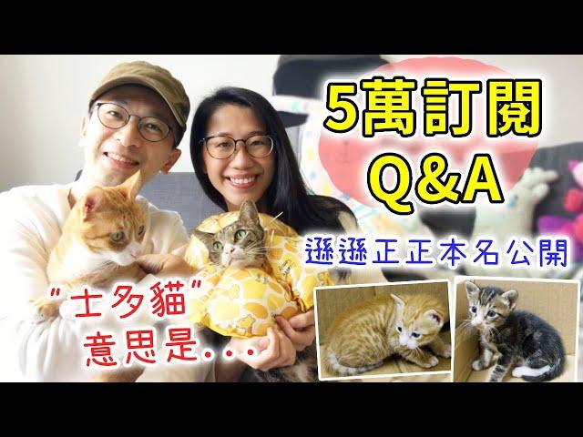 【移民台灣生活】5萬訂閱Q&A！士多貓的意思是？在台灣做甚麼工作？頻道會改說國語嗎？｜貓奴與寵物移民紀錄 #領養不棄養