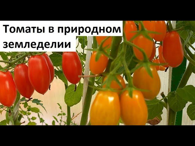 Томаты в природном земледелии.