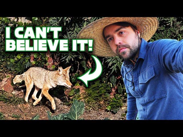 There's a Coyote In My Garden!