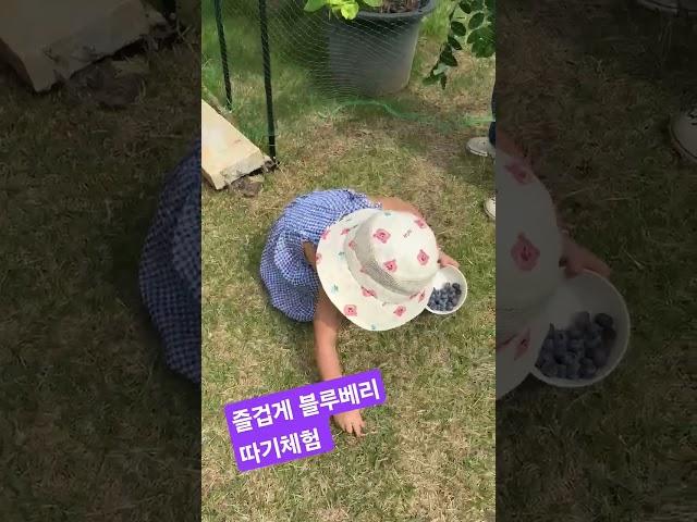 사전 교육없이 시작한 로희공주는 익지않은 연두색만 따버렸네요
