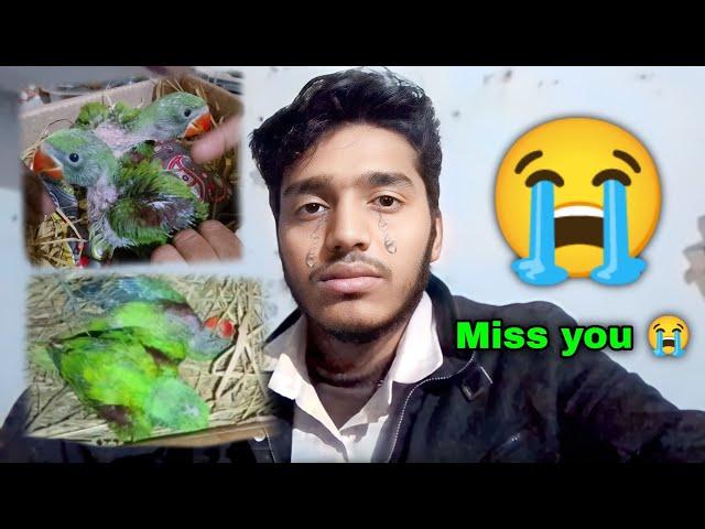 Miss you  मेरा दोनो Parrot baby अब नहीं रहा | आज मेरे साथ क्या हुआ!