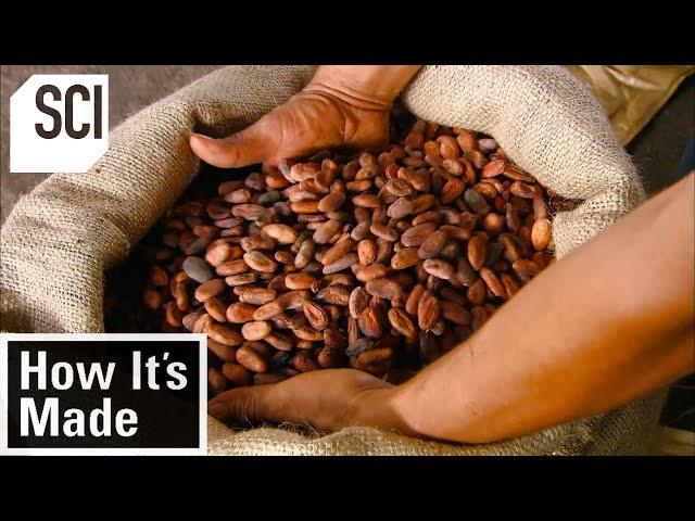 How It's Made: Cocoa Beans