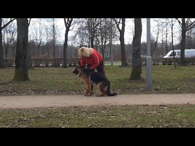 Оничка стойка