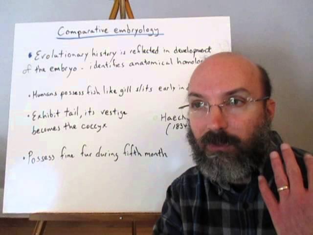 Evidence for evolution   anatomy & homologies