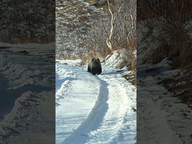 Вездеход Тайфун спас от медведя на Камчатке
