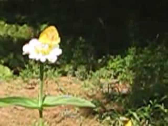 White Zinnia, #4, with Butterfly