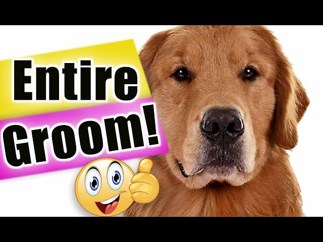 GROOM your GOLDEN RETRIEVER at HOME like a BOSS!