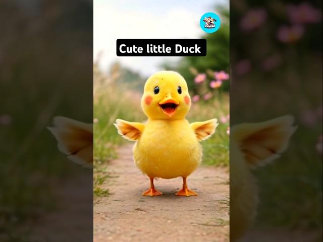 cute little duck  #duck #cute #shorts